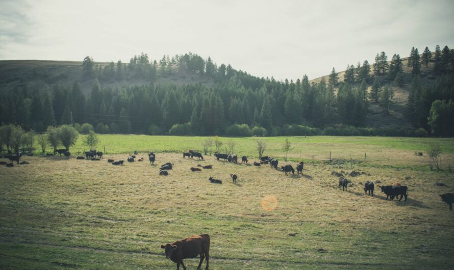 Hatalmasat kaszálnak a marhatartók, bajban a sertésesek: mutatjuk a friss árakat