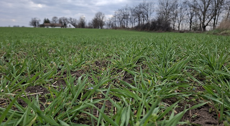 A tavalyi terméseredményeket elfelejthetjük: itt az első növényállapot-jelentés
