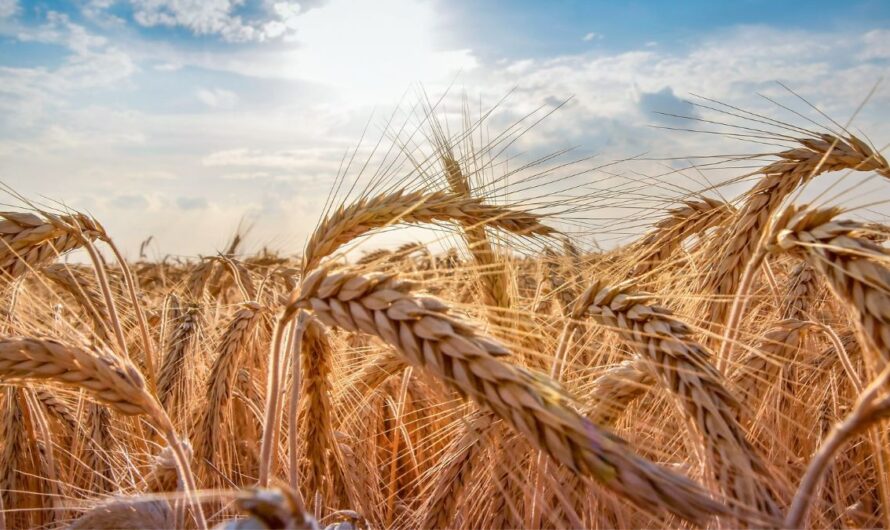 Időzített bomba ketyeg a földeken: sokan nem figyelnek az első jelekre