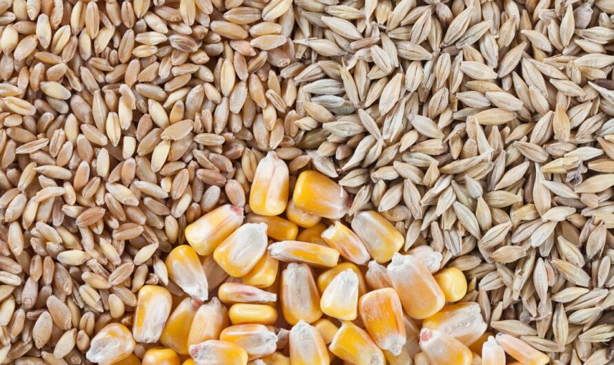 Világpiaci kitekintés: gabonapiaci előrejelzés – 2026. március