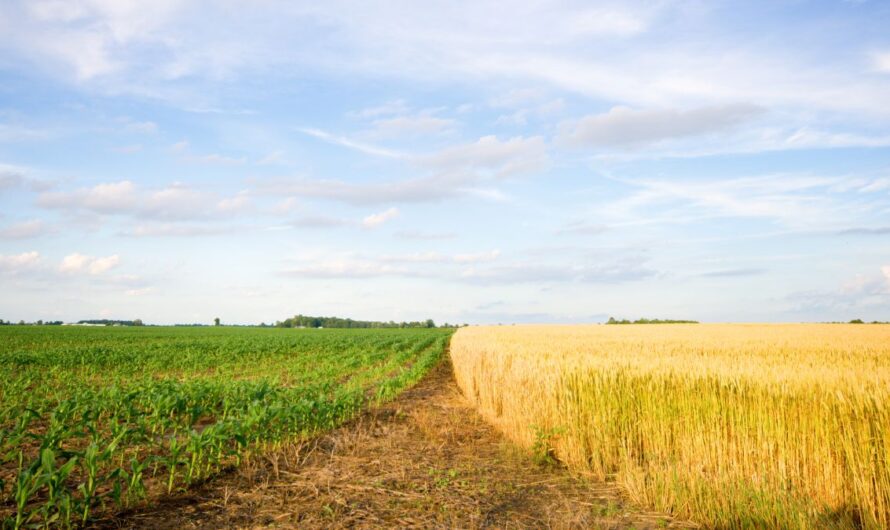 Téboly a gabonapiacon: ennyibe kerül most a búza, kukorica itthon