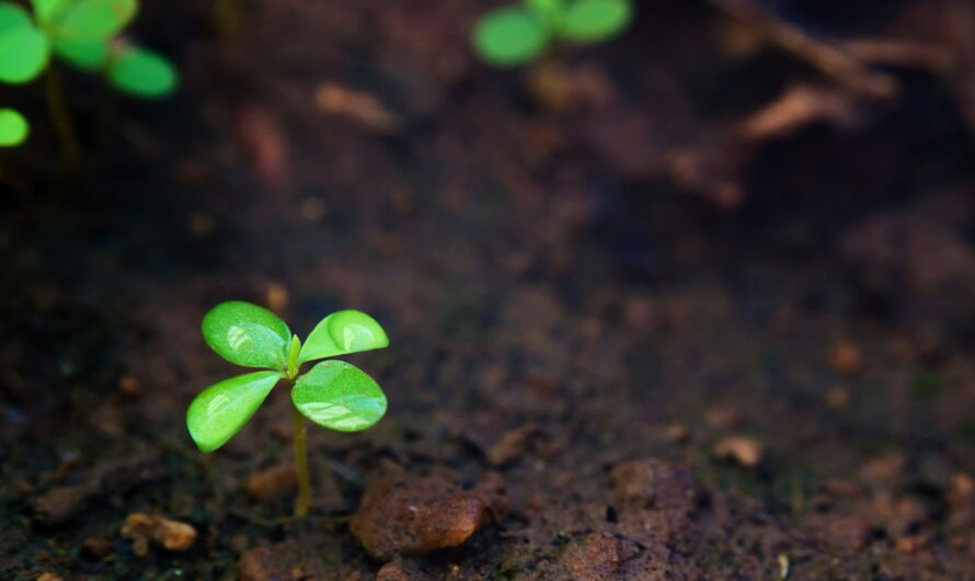 Talaj lazítása tavasszal: mikor és hogyan?