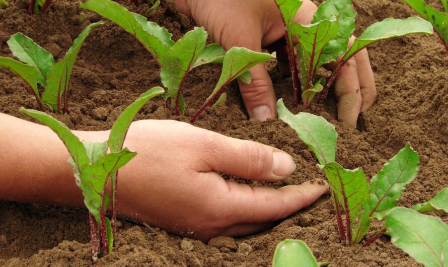 Sokan már így gazdálkodnak az EU-ban: nálunk mégis alig vágnak bele