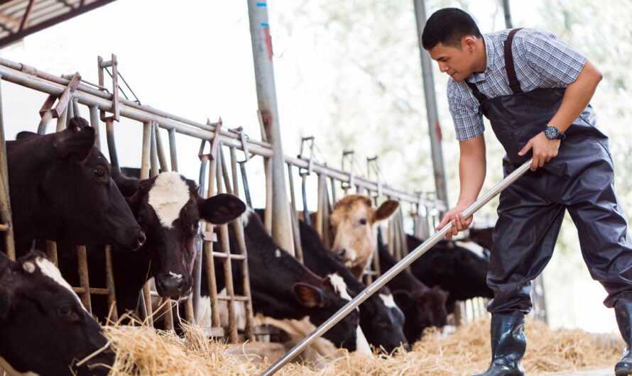 Mondja el Ön is a véleményét: EU Állattenyésztési Stratégia