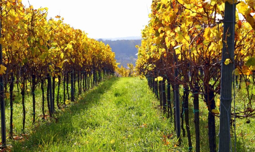 Megjelent a szőlő szerkezetátalakítási támogatások kifizetési kérelmeire vonatkozó közlemény