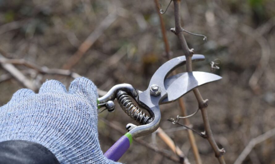 A venyige megsemmisítése szerepet játszik a szőlő aranyszínű sárgaság elleni védekezésben