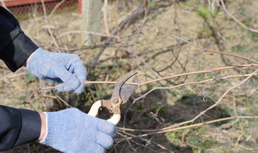 Növényorvosi Kamara: Nem technológiai kérdés a venyige sorsa, hanem a túlélés záloga