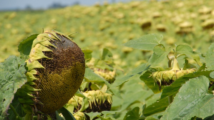 Repce helyett napraforgó – beválhat, de elkél a regulátor!
