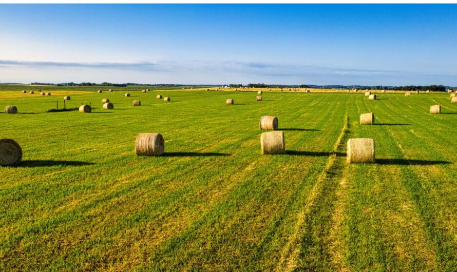 Illetékcsapda: így válhat a 0 forintból 8 százalékos büntetés földvásárláskor