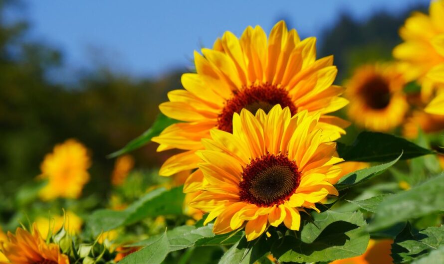 Eldőlt a területi verseny a tavaszi növények között: jól döntöttünk?