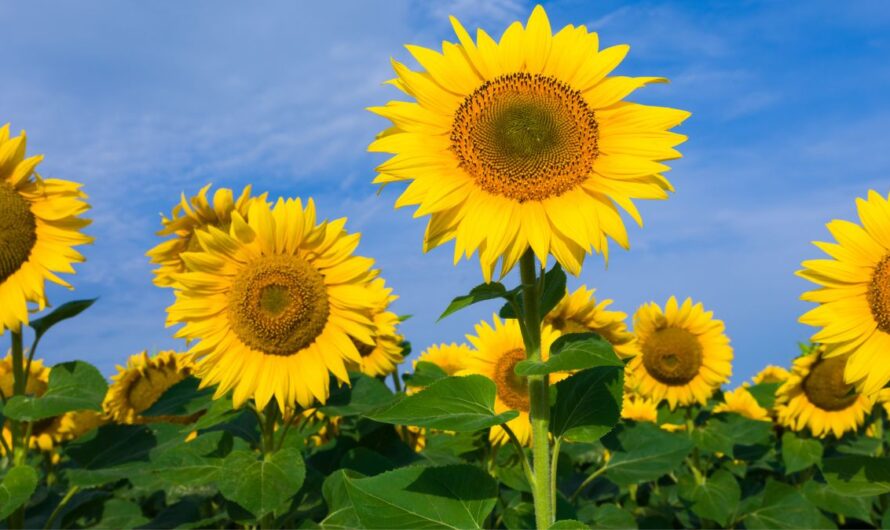 Hihetetlen, amire az ukránok készülnek: ez átrendezheti a piacokat