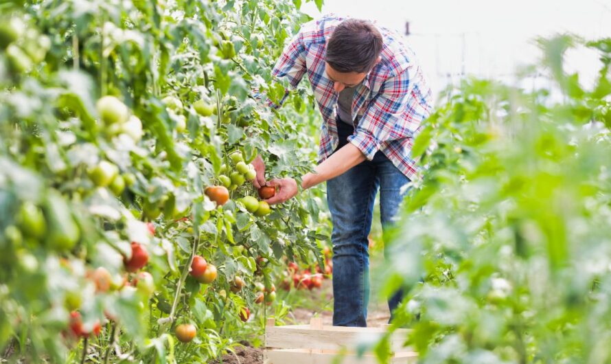 Mezőgazdasági idénymunka legfontosabb aktualitásai