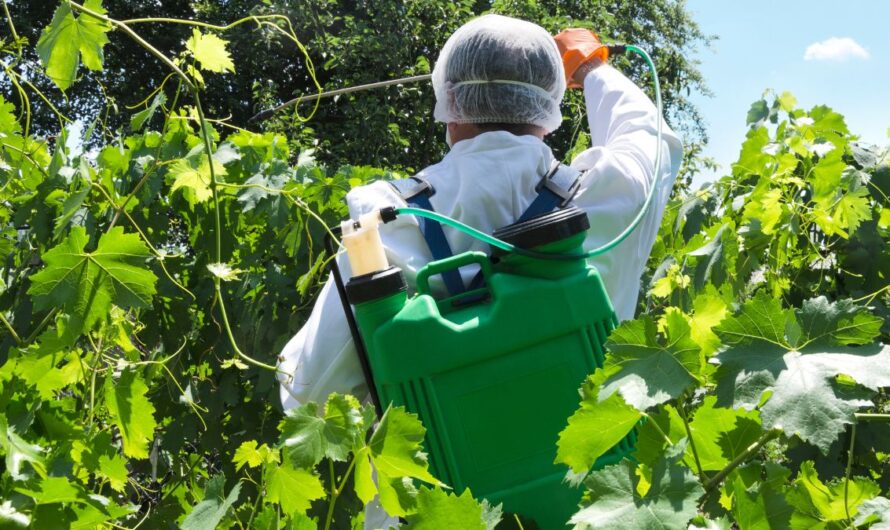 NÉBIH: „Újabb rovarölő szerek kaptak engedélyt az amerikai szőlőkabóca elleni védekezésben”