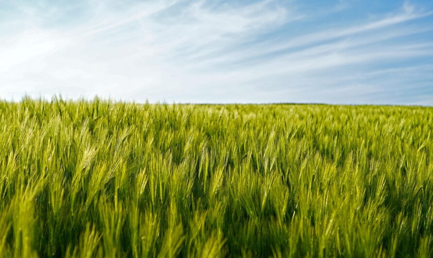 Fusarium a NÉBIH fókuszában