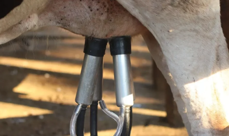 Kukorica és tejpiac: ezek lehetnek az agrárium gyenge pontjai