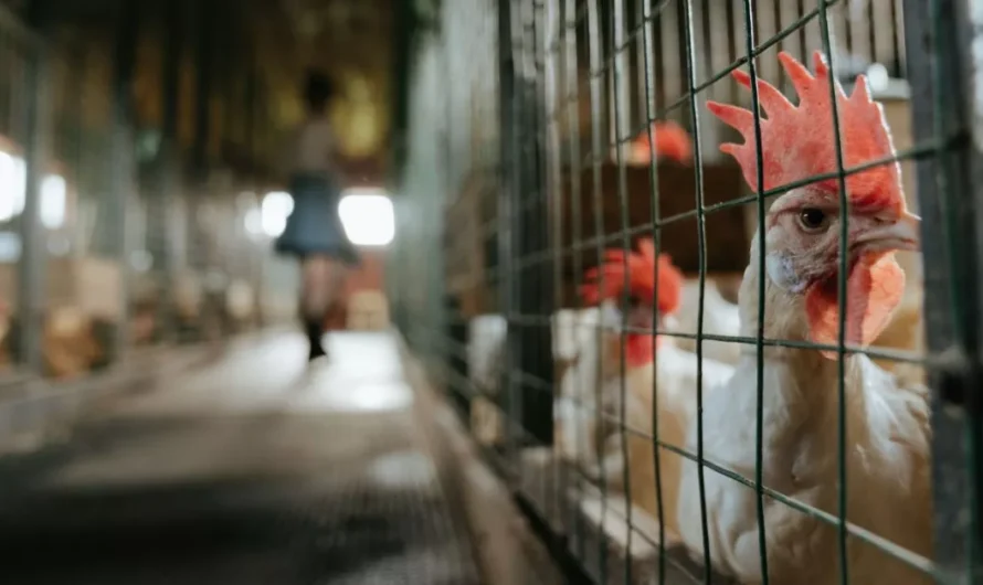 Most tényleg vége lesz a ketreces tartásnak! A bizottság még az idén lép