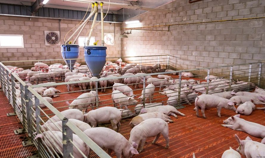 Negyedével visszaeső árak: olyan pofont kapott a sertésszektor, amiből nehéz lesz felállni