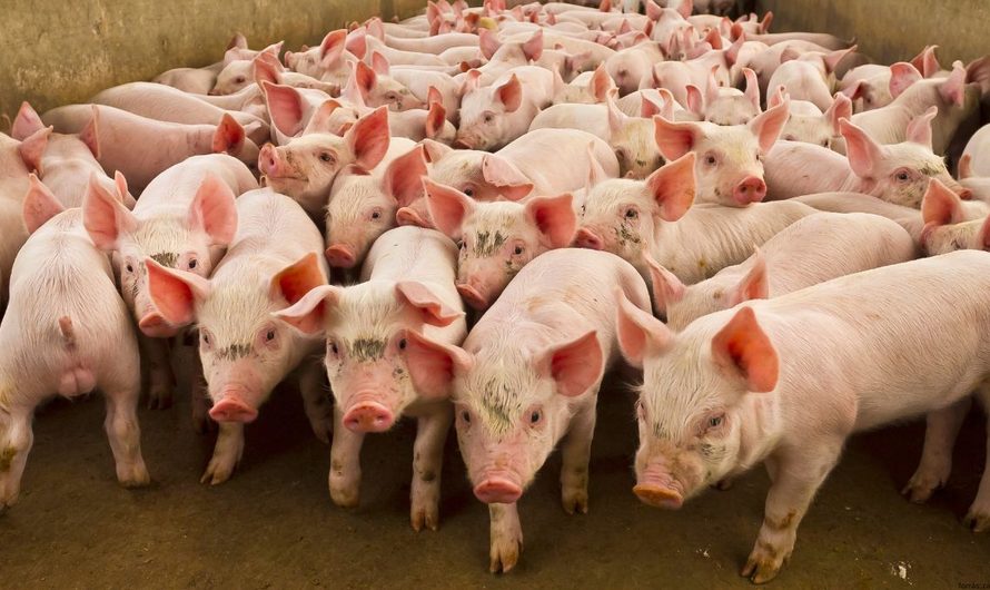 NÉBIH: Megszűntek az ASP miatt kijelölt megfigyelési körzetek