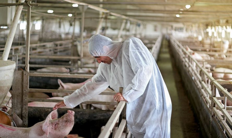 Afrikai sertéspestis megelőzése: alapvető intézkedések