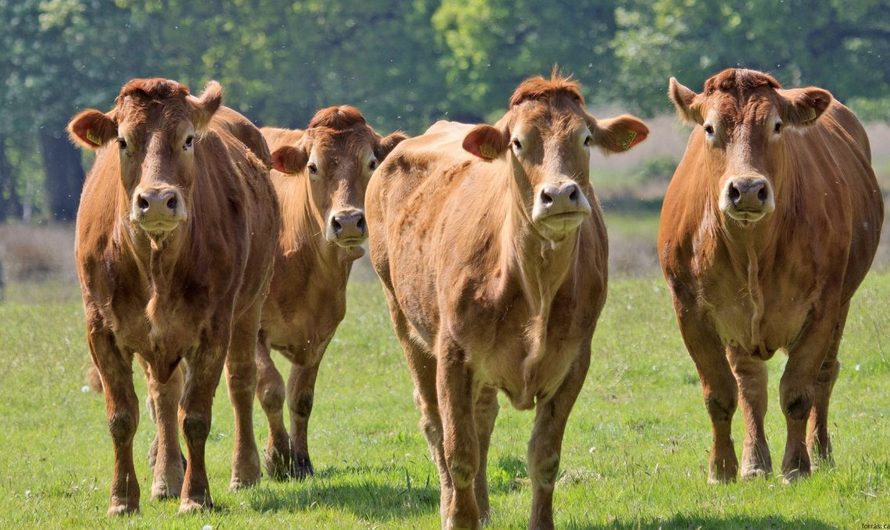 Kevesebb üsző megy vágóhídra: készül a piaci fordulat!